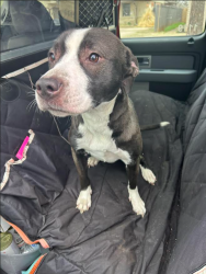 Found/Stray Female Dog last seen Near NW 64th St, Warr Acres, OK 73132