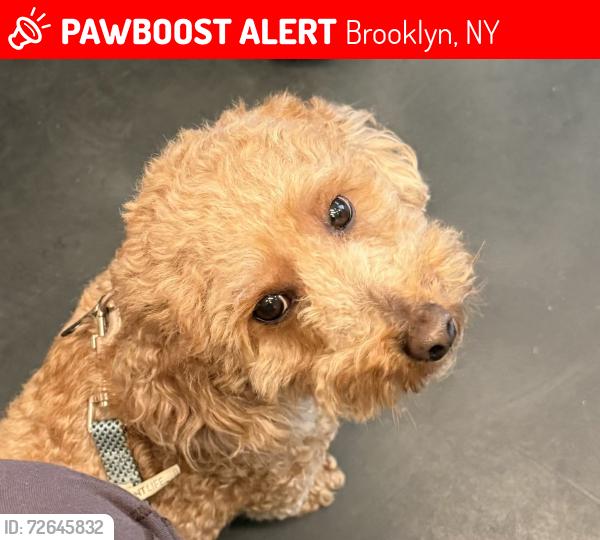 Lost Male Dog last seen Atlantic Ave, Brooklyn, NY 11216