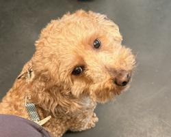 Lost Male Dog last seen Atlantic Ave, Brooklyn, NY 11216