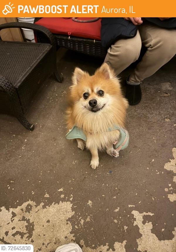 Found/Stray Unknown Dog last seen Found near Aurora Central Catholic High School , Aurora, IL 60506