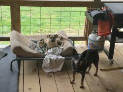 Found/Stray Male Dog last seen signal mountain, GA-157, GA 30738
