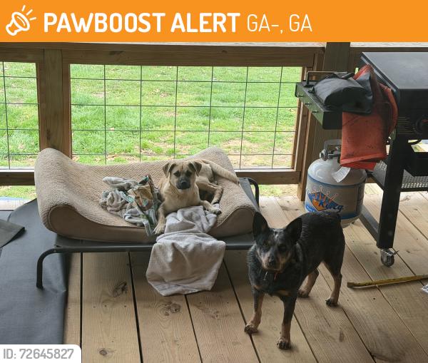 Found/Stray Male Dog last seen signal mountain, GA-157, GA 30738