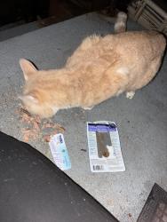 Found/Stray Unknown Cat last seen Hyancinth CT, Laurel, MD 20707