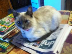 Lost Female Cat last seen Haynes Dr., Murfreesboro, TN 37129