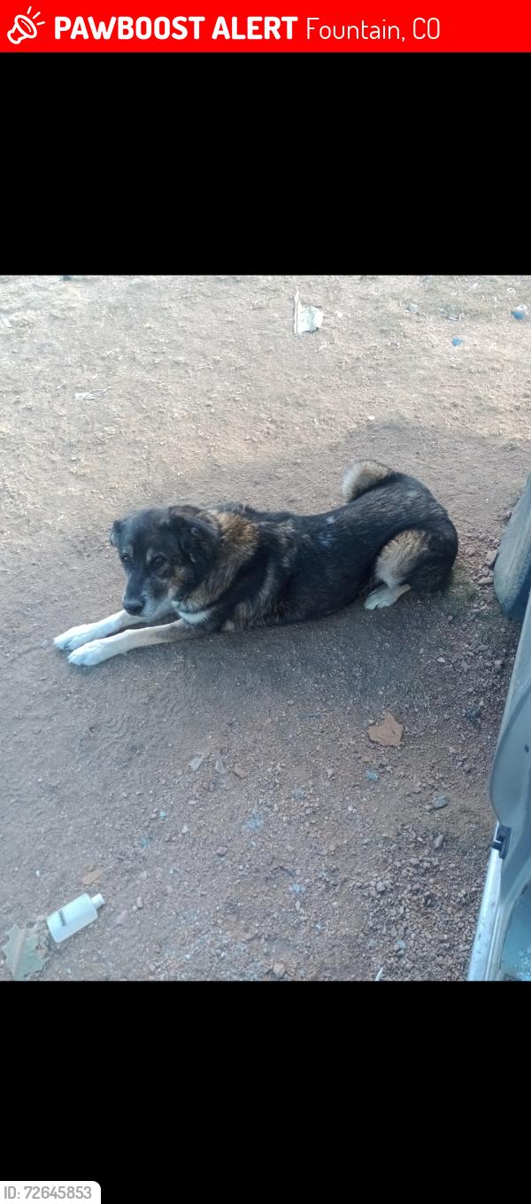Lost Male Dog last seen Prong horn rd and young hollow, Fountain, CO 80817