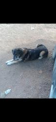 Lost Male Dog last seen Prong horn rd and young hollow, Fountain, CO 80817