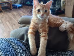 Lost Female Cat last seen Bear creek rd, Vanleer Tn , Vanleer, TN 37181