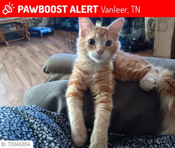 Lost Female Cat last seen Bear creek rd, Vanleer Tn , Vanleer, TN 37181