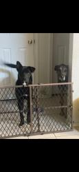 Lost Male Dog last seen Bales st , Cleburne, TX 76033