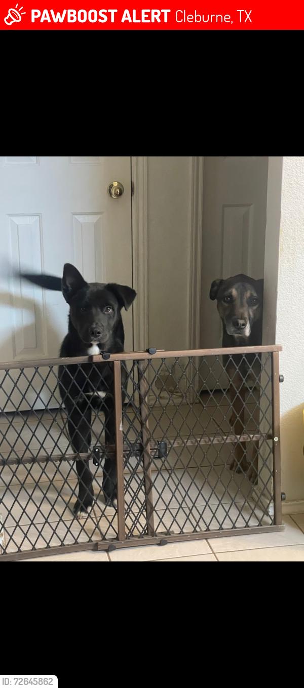Lost Male Dog last seen Bales st , Cleburne, TX 76033