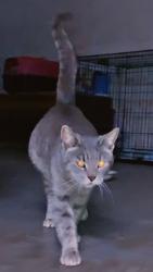 Lost Female Cat last seen Kelley St/Smothers Ave near Barbara Anns Place and the Childrens , Eldridge, AL 35554