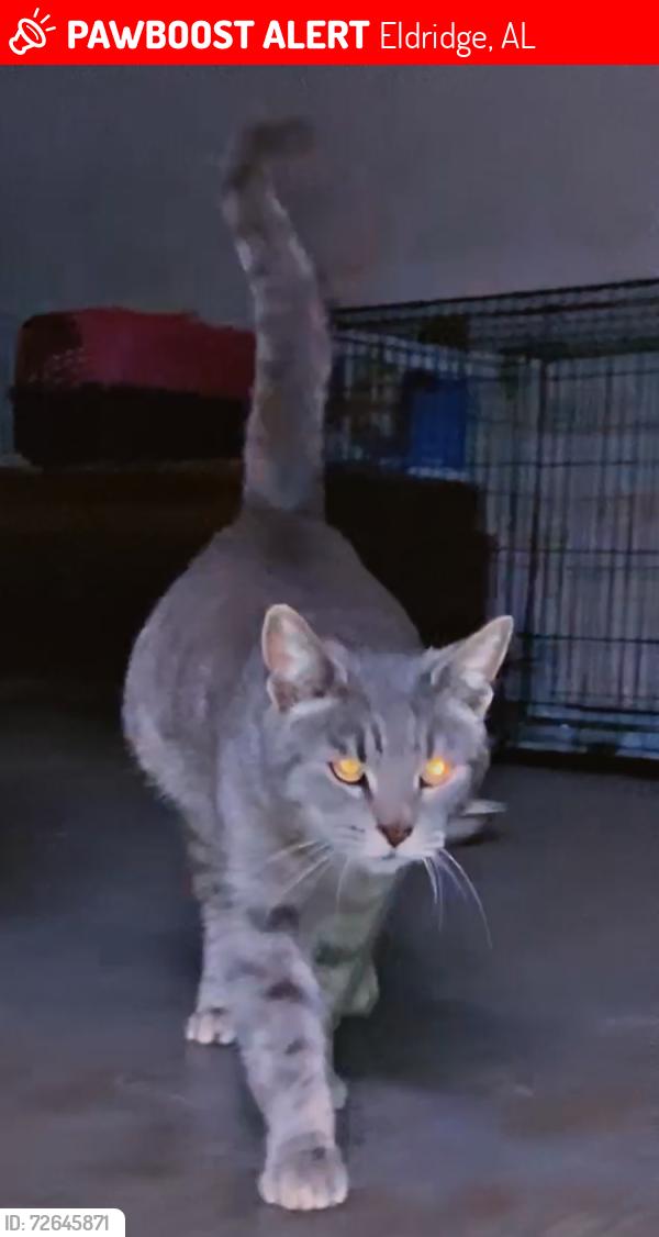 Lost Female Cat last seen Kelley St/Smothers Ave near Barbara Anns Place and the Childrens , Eldridge, AL 35554