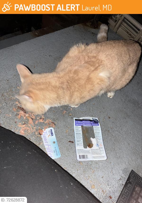 Found/Stray Unknown Cat last seen Hyancinth CT, Laurel, MD 20707