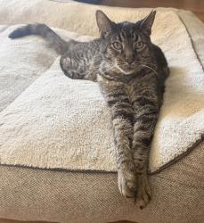 Lost Male Cat last seen Crosby and Royal, Simi Valley, CA 93065
