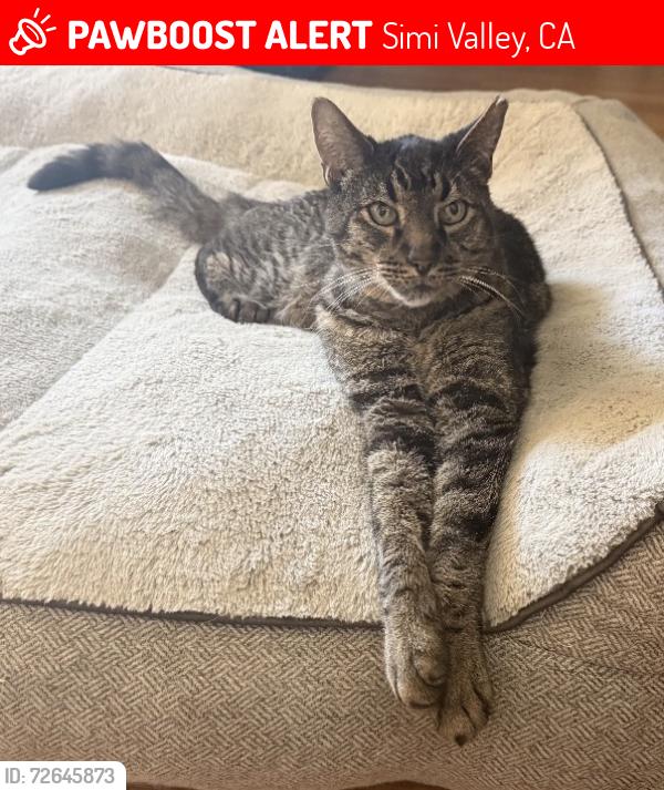 Lost Male Cat last seen Crosby and Royal, Simi Valley, CA 93065