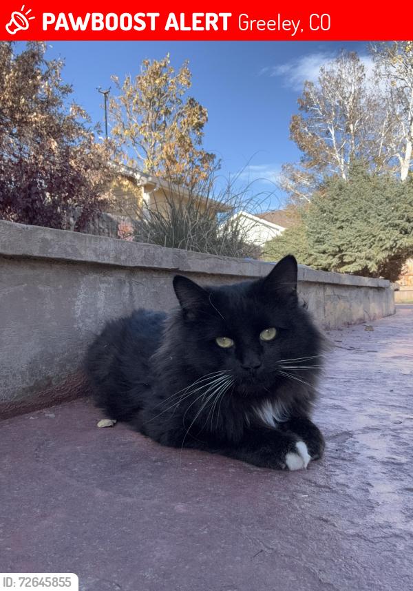 Lost Male Cat last seen T bone west 80634, Greeley, CO 80634