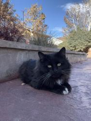 Lost Male Cat last seen T bone west 80634, Greeley, CO 80634