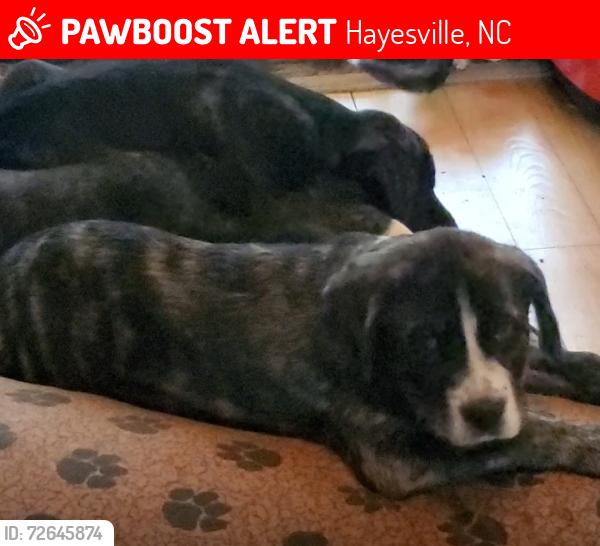 Lost Male Dog last seen Geisky rd, Hayesville, NC 28904