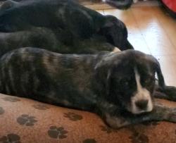Lost Male Dog last seen Geisky rd, Hayesville, NC 28904