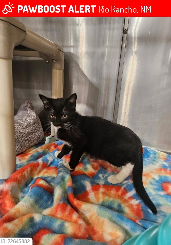 Lost Male Cat last seen Cabazon , Rio Rancho, NM 87124