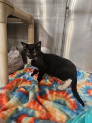 Lost Male Cat last seen Cabazon , Rio Rancho, NM 87124