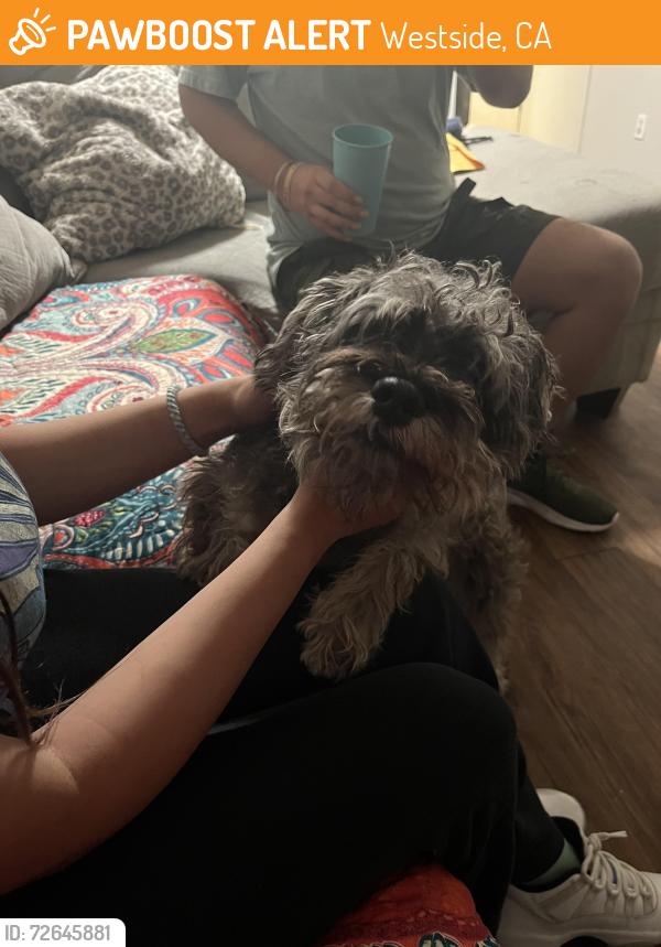 Found/Stray Male Dog last seen Shields and Polk , Westside, CA 93722
