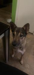 Lost Male Dog last seen Heading up manor drive near the top street near deshong , Stone Mountain, GA 30087
