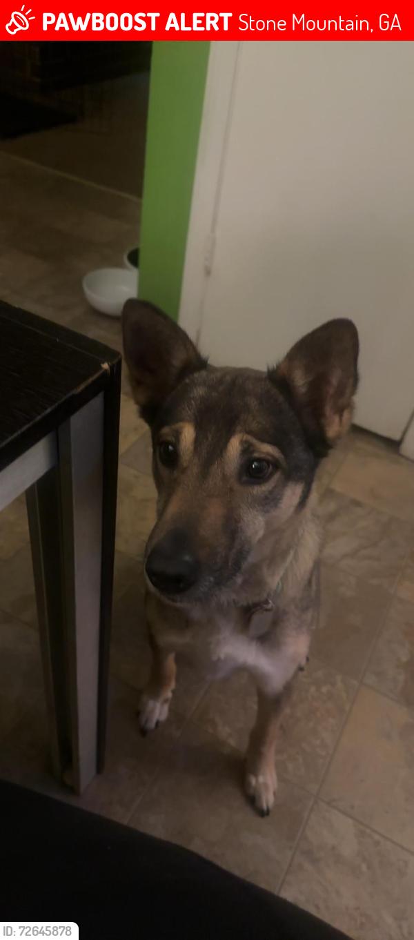 Lost Male Dog last seen Heading up manor drive near the top street near deshong , Stone Mountain, GA 30087