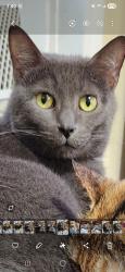 Lost Male Cat last seen By church near old hwy 431, Owens Cross Roads, AL 35763