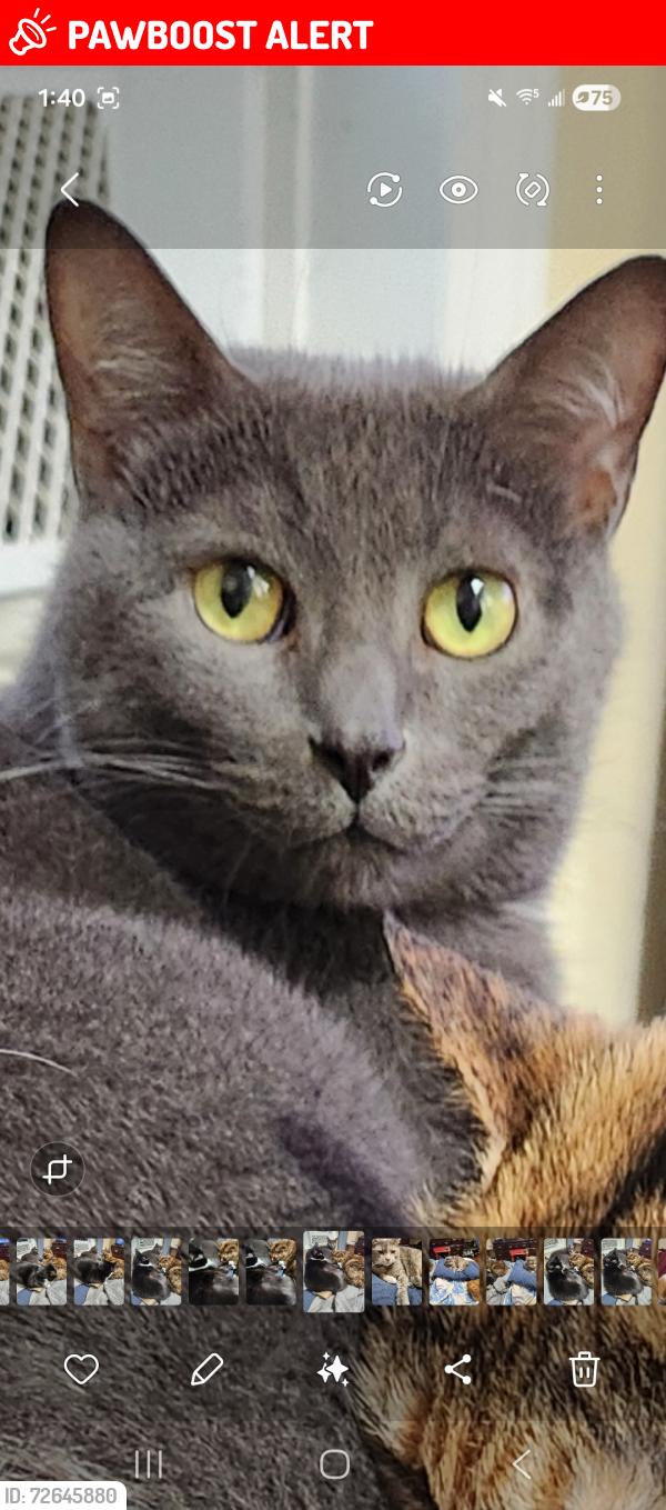 Lost Male Cat last seen By church near old hwy 431, Owens Cross Roads, AL 35763