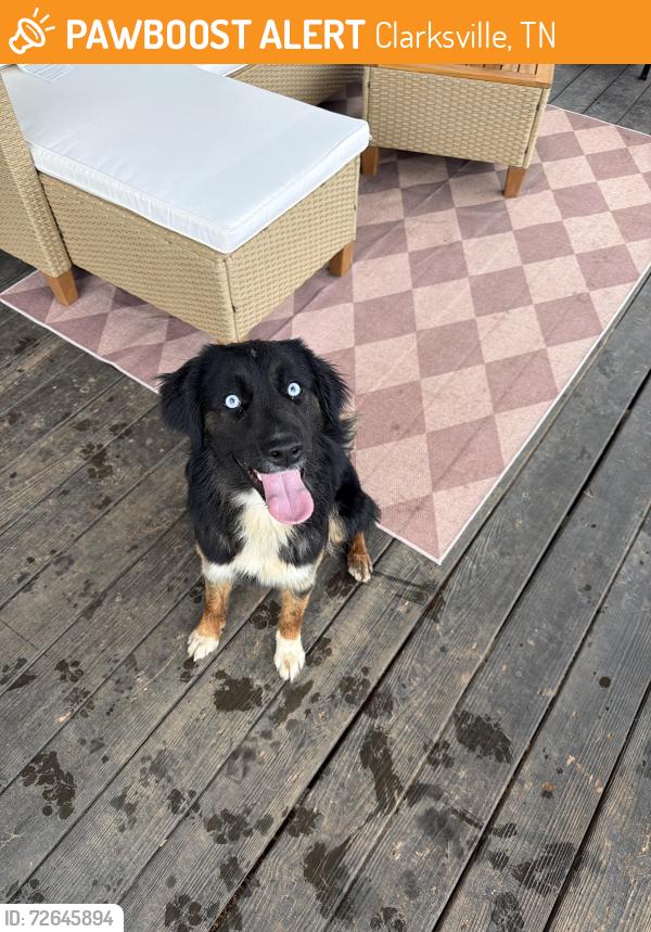 Found/Stray Female Dog last seen Crosswind , Clarksville, TN 37040