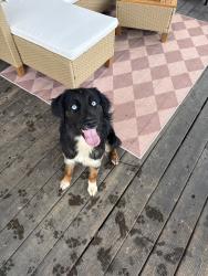 Found/Stray Female Dog last seen Crosswind , Clarksville, TN 37040