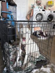 Found/Stray Female Dog last seen Chino & Fern CHINO CA, Chino, CA 91710