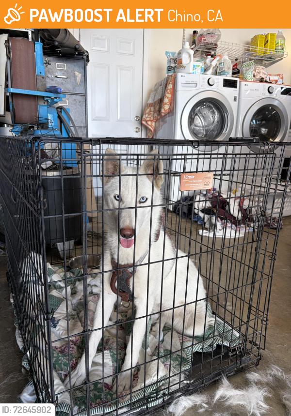 Found/Stray Female Dog last seen Chino & Fern CHINO CA, Chino, CA 91710