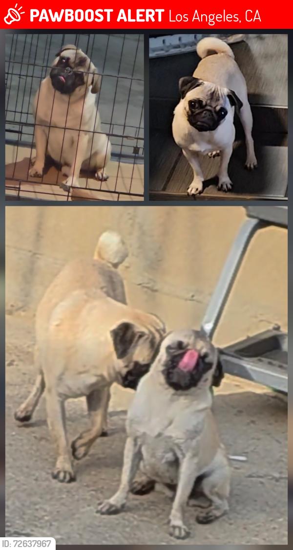 Lost Unknown Dog last seen New jersey st and Saratoga st/mott st , Los Angeles, CA 90033