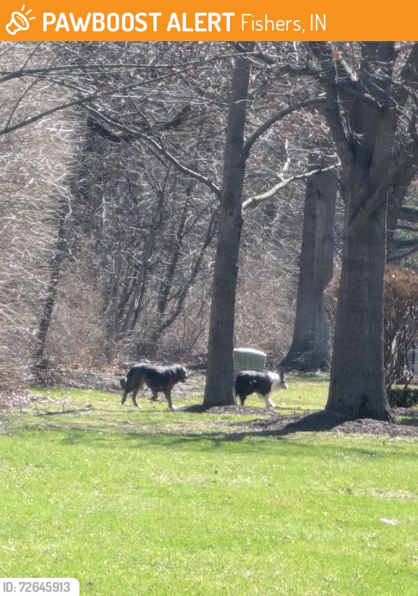 Found/Stray Unknown Dog last seen 141st and Cumberland, Fishers, IN 46038