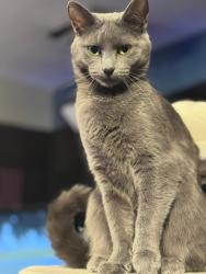 Lost Female Cat last seen North Walnut street & w north street near pak a sak, Columbia City, IN 46725