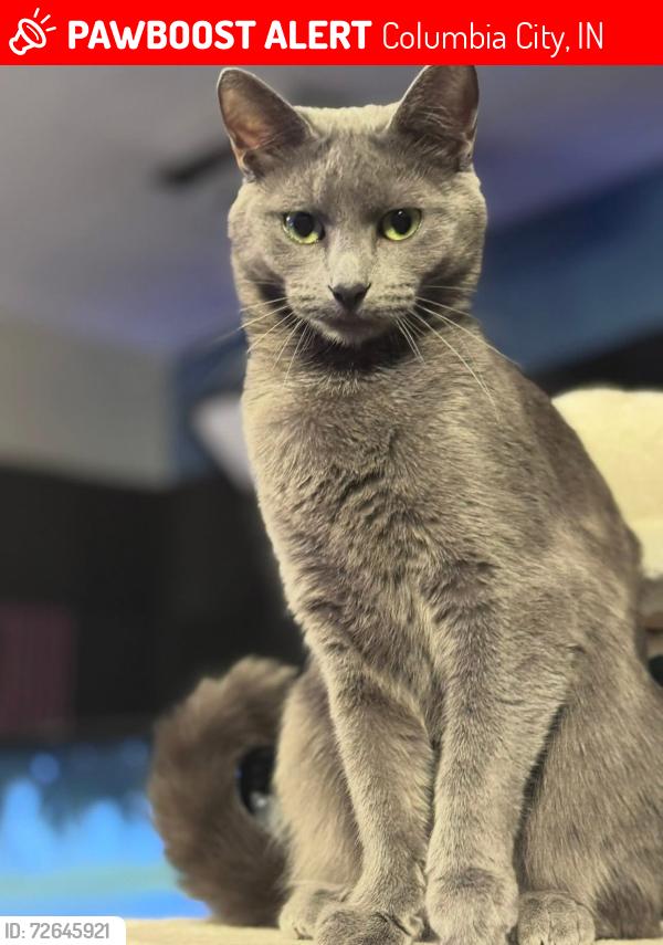 Lost Female Cat last seen North Walnut street & w north street near pak a sak, Columbia City, IN 46725