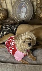 Lost Female Dog last seen Ave T-6 & 40th st East, Palmdale, CA 93550