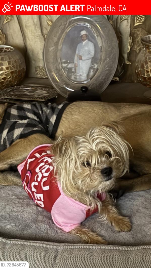 Lost Female Dog last seen Ave T-6 & 40th st East, Palmdale, CA 93550
