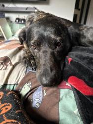 Lost Female Dog last seen Holladay st , Portland, OR 97220