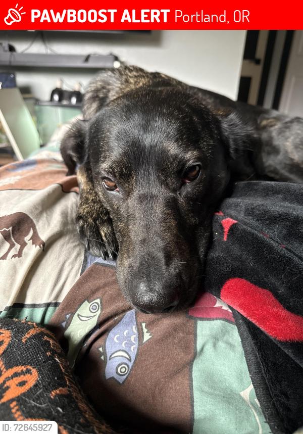 Lost Female Dog last seen Holladay st , Portland, OR 97220