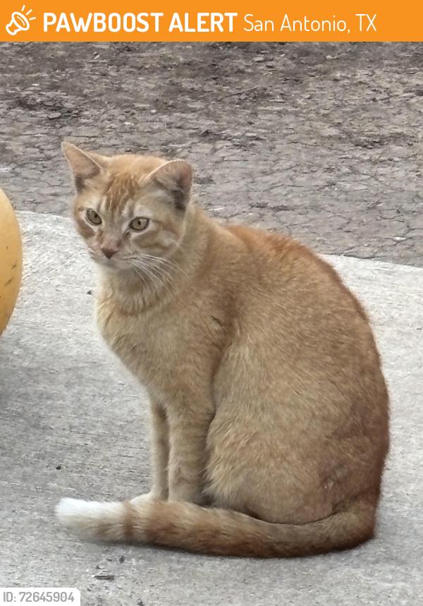 Found/Stray Female Cat last seen Caddo and Palo Alto Road, San Antonio, TX 78211