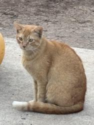 Found/Stray Female Cat last seen Caddo and Palo Alto Road, San Antonio, TX 78211