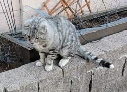 Found/Stray Male Cat last seen N 30th St and E Nisbet Ct , Phoenix, AZ 85032