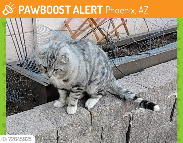 Found/Stray Male Cat last seen N 30th St and E Nisbet Ct , Phoenix, AZ 85032