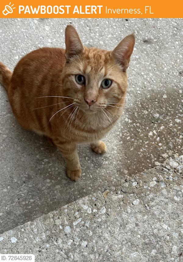Found/Stray Unknown Cat last seen Highland Ave, Inverness, FL 34452