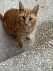 Found/Stray Unknown Cat last seen Highland Ave, Inverness, FL 34452