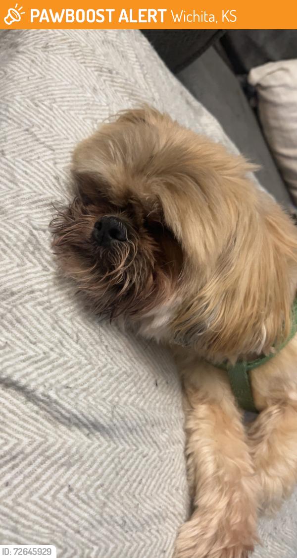 Found/Stray Male Dog last seen Jumpstart 21st, Wichita, KS 67203