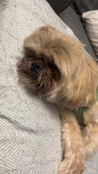 Found/Stray Male Dog last seen Jumpstart 21st, Wichita, KS 67203